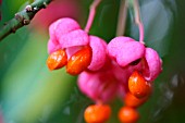 EUONYMUS EUROPEUS SEEDS AND CAPSULES