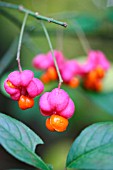 EUONYMUS EUROPEUS SEEDS AND CAPSULES