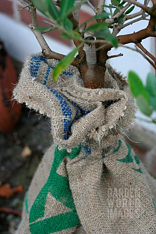 FROST_PROTECTION_FOR_AN_OLIVE_TREE_DETAIL