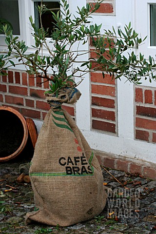 FROST_PROTECTION_FOR_AN_OLIVE_TREE