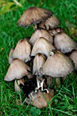 COPRINUS ATRAMENTARIUS, INKY CAPS