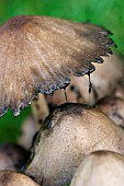 COPRINUS ATRAMENTARIUS, INKY CAPS