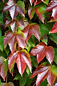 PARTHENOCISSUS, VIRGINIA CREEPER