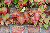 PARTHENOCISSUS, VIRGINIA CREEPER