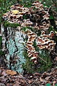 ANTRODIA SERIALIS, TREE MUSHROOMS