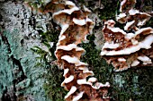 ANTRODIA SERIALIS, TREE MUSHROOMS