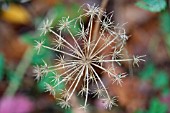 DAUCUS CAROTA, DRIED