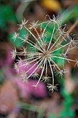 DAUCUS CAROTA, DRIED