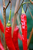 RED CHILI HUSKS