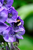 ACONITUM WITH BUMBLEBEE