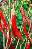 RED CHILI HUSKS