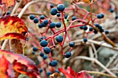 PARTHENOCISSUS WITH GRAPES