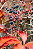 PARTHENOCISSUS WITH GRAPES