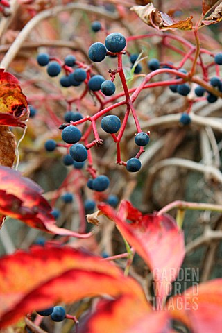 PARTHENOCISSUS_WITH_GRAPES