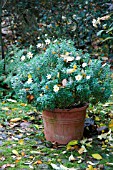 ARGYRANTHEMUM FRUTESCENS IN AUTUMN