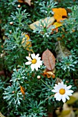 ARGYRANTHEMUM FRUTESCENS IN AUTUMN