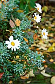 ARGYRANTHEMUM FRUTESCENS IN AUTUMN