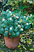 ARGYRANTHEMUM FRUTESCENS