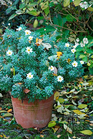 ARGYRANTHEMUM_FRUTESCENS