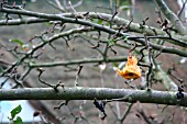 APPLE EATEN BY BIRDS