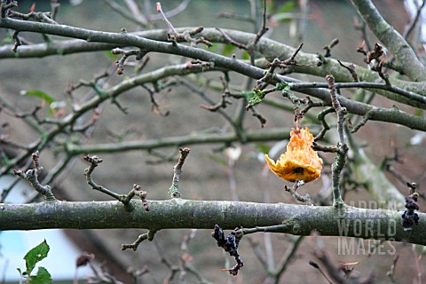 APPLE_EATEN_BY_BIRDS