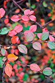 AMELANCHIER LEAVES