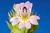 EUPHRASIA ROSTKOVIANA, (EYEBRIGHT)