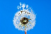 TARAXACUM OFFICINALE, (DANDELION)