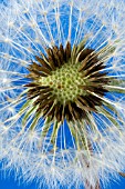 TARAXACUM OFFICINALE, (DANDELION)