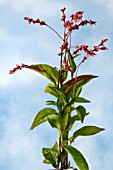 PERSICARIA TINCTORIA, (JAPANESE INDIGO)