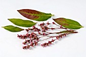 PERSICARIA TINCTORIA, (JAPANESE INDIGO)