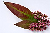 PERSICARIA TINCTORIA, (JAPANESE INDIGO)