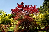 ACER GINNALA, (AMUR MAPLE)