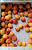 APRICOTS