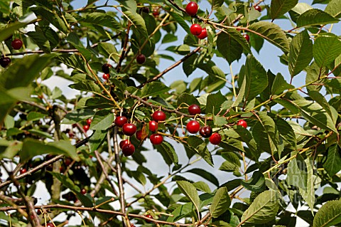 CHERRIES