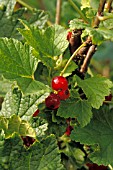 REDCURRANTS