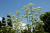 VALERIANA OFFICINALIS, (COMMON VALERIAN)