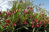 NERIUM OLEANDER, (OLEANDER)