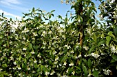 TRACHELOSPERMUM JASMINOIDES, (STAR JASMINE)