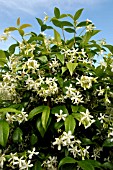 TRACHELOSPERMUM JASMINOIDES (STAR JASMINE)