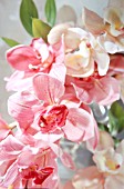 CYMBIDIUM ORCHID