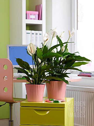 HOUSEPLANTS_IN_THE_OFFICE_SPATHIPHYLLUM