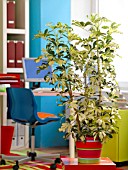 HOUSEPLANTS IN THE OFFICE: SCHEFFLERA