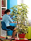 HOUSEPLANTS IN THE OFFICE: SCHEFFLERA