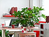 HOUSEPLANTS IN THE OFFICE: ARALIA