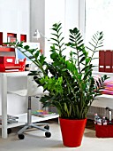 HOUSEPLANTS IN THE OFFICE: ZAMIOCULCAS