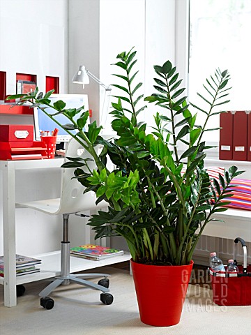 HOUSEPLANTS_IN_THE_OFFICE_ZAMIOCULCAS