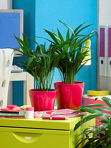 HOUSEPLANTS_IN_THE_OFFICE