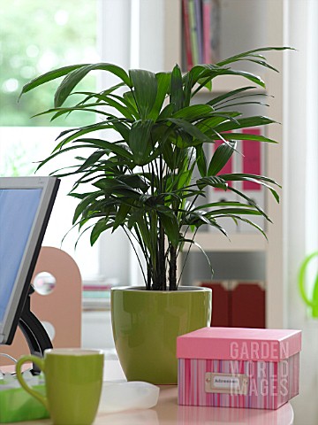 HOUSEPLANTS_IN_THE_OFFICE