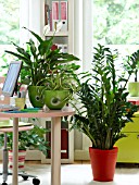 HOUSEPLANTS IN THE OFFICE: ARALIAS, CHLOROPHYTUM, ZAMIOCULCAS